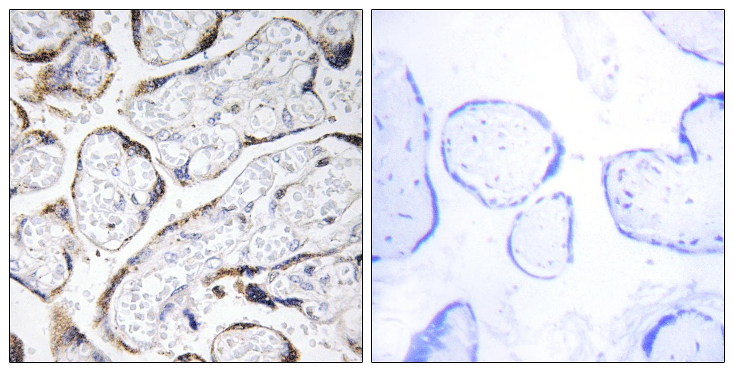 FBLN4 / EFEMP2 Antibody