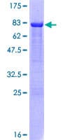 Human IRF3 Protein (Recombinant GST)