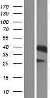 Human HP / Haptoglobin Protein (Over-Expression Lysate Myc-DDK (Flag))
