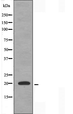 TNFAIP8L2 Antibody