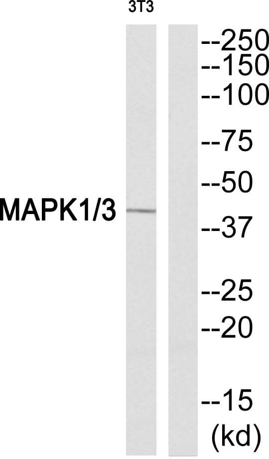 Polyclonal Rabbit anti-Human ERK1 + ERK2 Antibody (Ab-205/222, WB)