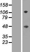 SIRPG Protein (Over-Expression Lysate Myc-DDK (Flag))