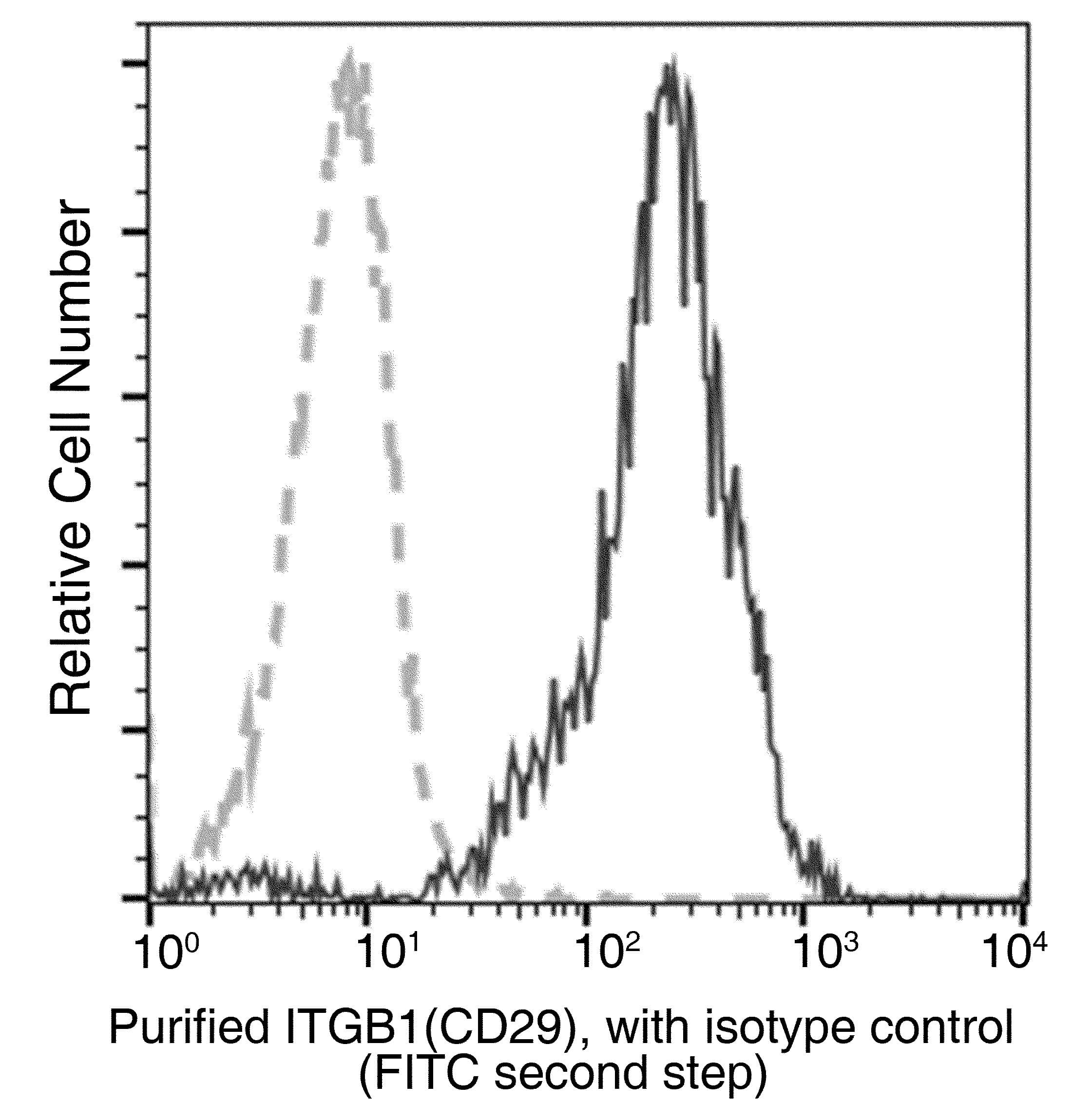 Monoclonal Mouse anti-Human ITGB1 / Integrin Beta 1 / CD29 Antibody (clone 05, Preservative Free)