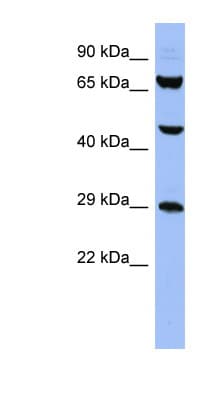 SNRPB / COD Antibody (aa35-84)