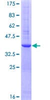 Human Insulin Protein (Recombinant GST)