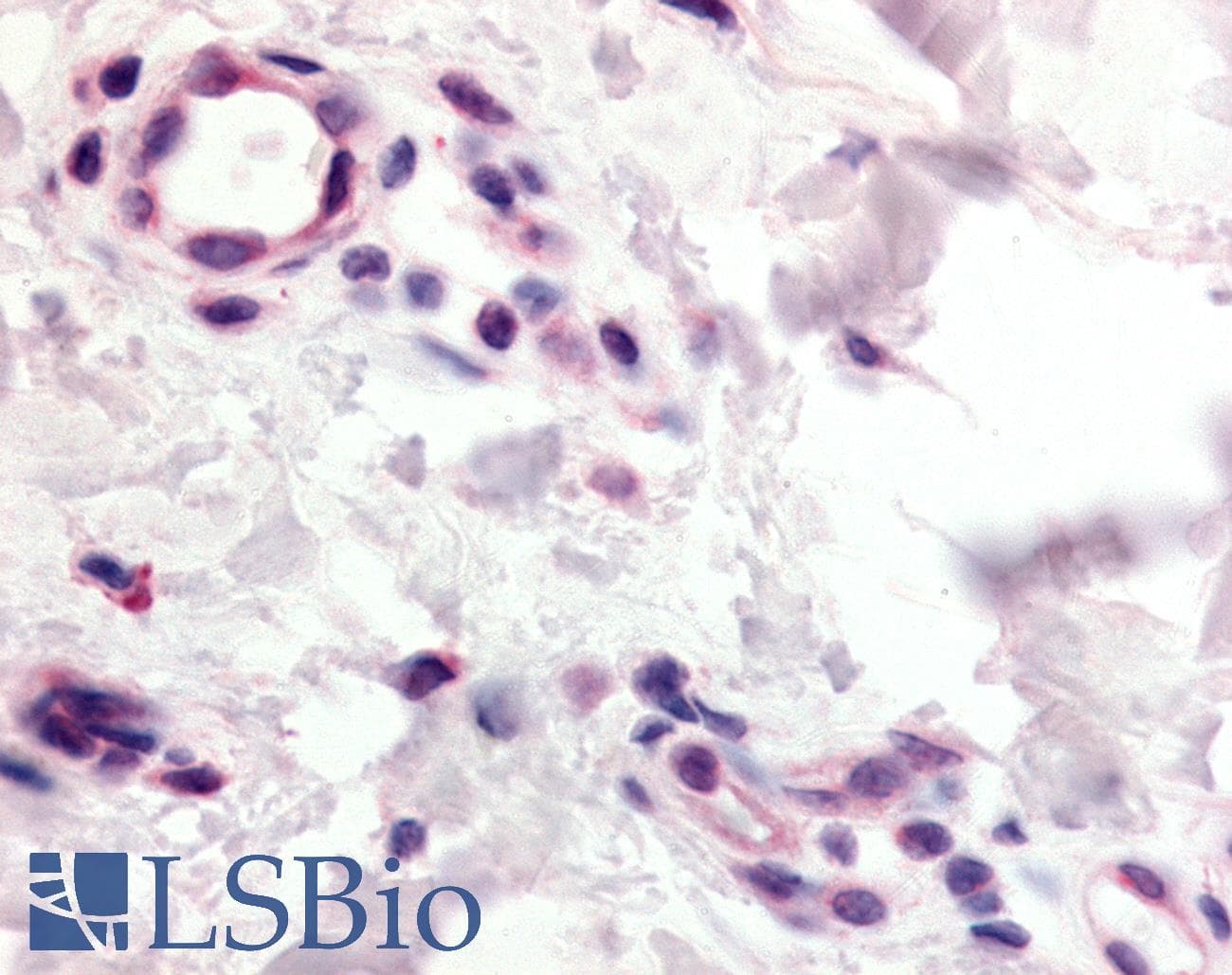 IHC-plus™ CCR10 / GPR2 Antibody (N-Terminus)