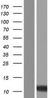 SMIM5 Protein (Over-Expression Lysate Myc-DDK (Flag))