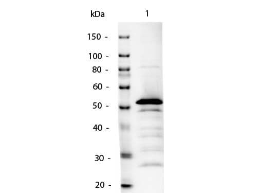Rabbit Anti-Mouse IgG2a Secondary Antibody (AP)