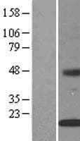 INSIG2 Protein (Over-Expression Lysate Myc-DDK (Flag))