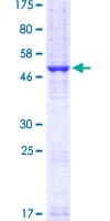 Human CD80 Protein (Recombinant GST)