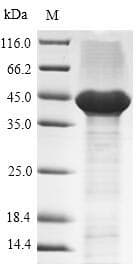 Mouse GPC4 / Glypican 4 Protein (Recombinant GST, N-terminus)