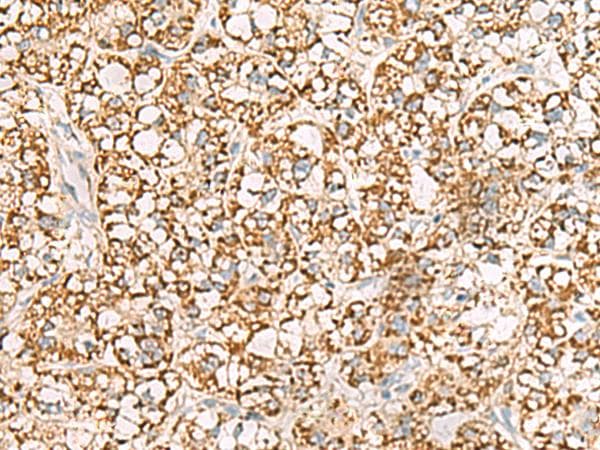ISOC2 Antibody