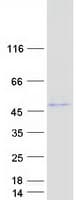 Human ABHD3 Protein (Recombinant Myc-DDK (Flag))