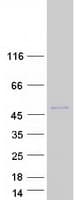 Human DMKN Protein (Recombinant Myc-DDK (Flag))