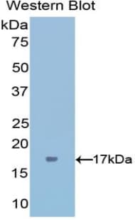 IFN Gamma / Interferon Gamma Antibody (aa23-155, Biotin)