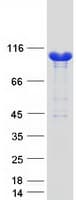 Human HACE1 Protein (Recombinant Myc-DDK (Flag))