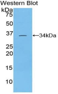 TOR3A Antibody (aa97-361, PE)