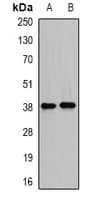 PSRC1 / DDA3 Antibody