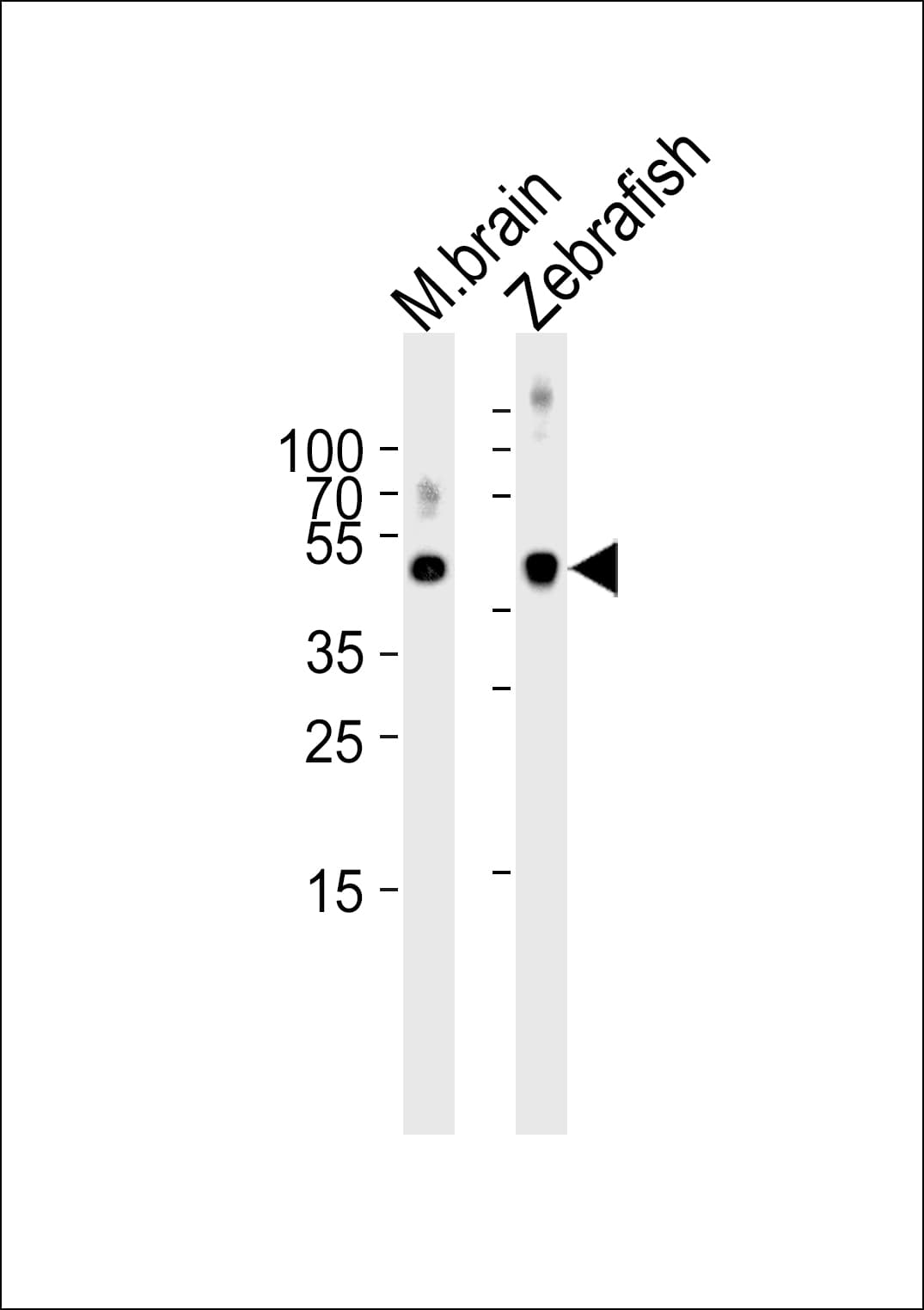 SPOP Antibody (aa74-107)