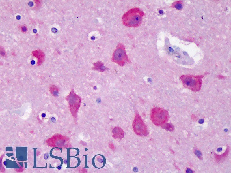 IHC-plus™ Monoclonal Mouse anti-Xenopus GSK3 Alpha+Beta Antibody (IHC, WB)