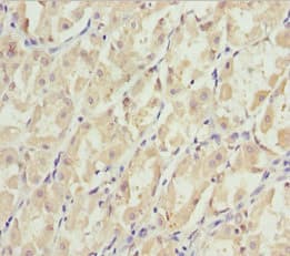 EFHC1 Antibody