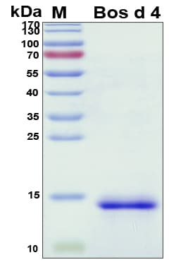 Cow LALBA / Alpha Lactalbumin Protein (Recombinant His, N-Terminal)