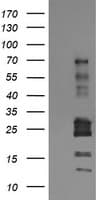 STAF50 / TRIM22 Antibody (clone OTI2G2)