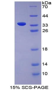 Bovine BMP7 Protein (Recombinant His-T7)