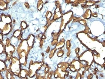 CD34 Antibody (clone HPCA1/763, Ready-to-Use)