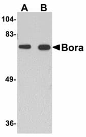 C13orf34 / BORA Antibody