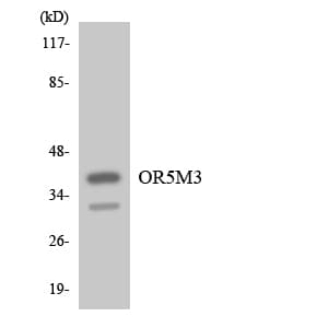 OR5M3 Antibody (aa43-92)