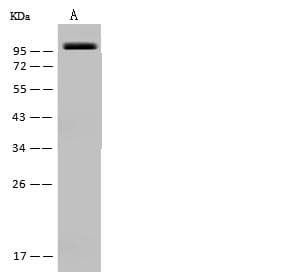 MAP4K3 / GLK Antibody (Preservative Free)