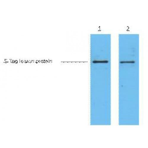 S-Tag Antibody (clone 3B3)