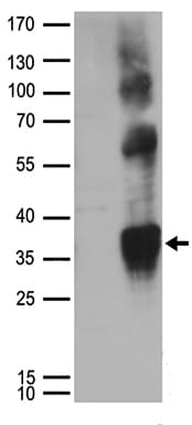 Polyclonal Rabbit anti-Human CD63 Antibody (WB)