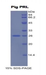 Pig PRL / Prolactin Protein (Recombinant His, N-Terminal)