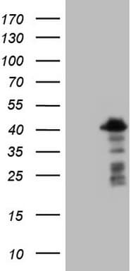 POU2AF1 / BOB1 Antibody (clone OTI1E11, Carrier-free)