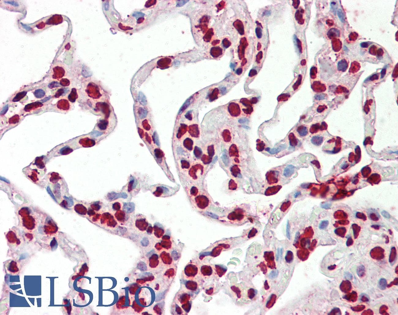 IHC-plus™ Polyclonal Rabbit anti-Human Histone H3 Antibody (C-Terminus, IHC, WB)