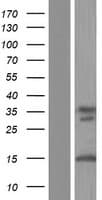 ATXN3 / JOS Protein (Over-Expression Lysate Myc-DDK (Flag))