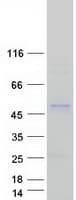 Human SERPINE2 / Nexin Protein (Recombinant Myc-DDK (Flag))