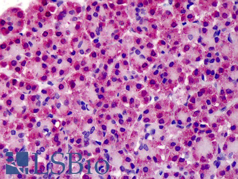 IHC-plus™ TRAF3 Antibody