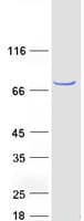 Human FRMD8 Protein (Recombinant Myc-DDK (Flag))