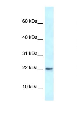 Polyclonal Rabbit anti-Rat RBM3 Antibody (aa23-72, WB)