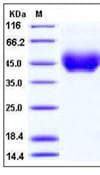 Mouse CD274 / B7-H1 / PD-L1 Protein (Recombinant His,C-terminus)