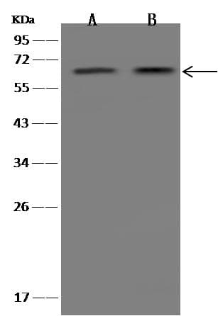 FCAMR Antibody (Preservative Free)