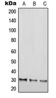 RGS20 / RGSZ1 Antibody (Internal)