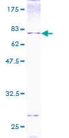 Human BMP7 Protein (Recombinant GST)