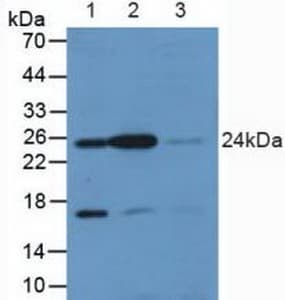 RALA / RAL Antibody (aa1-206)