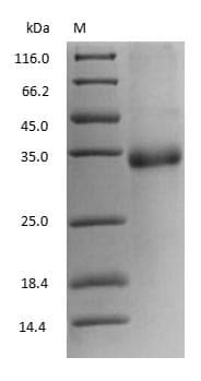 Ovomucoid / Gal d 1 Protein (Native)
