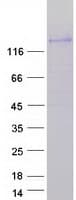 Human PLEKHG4B Protein (Recombinant Myc-DDK (Flag))