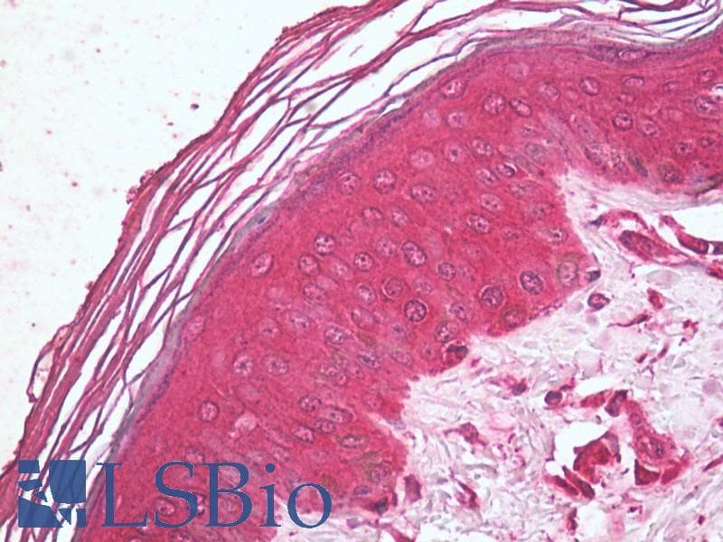 TSP23 Antibody (clone Tsp232A, PerCP)